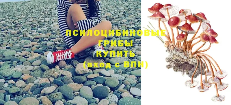 купить  сайты  Порхов  Псилоцибиновые грибы Psilocybe 